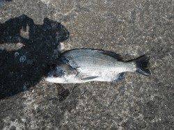 【20日】和歌山北港魚つり公園の釣果〜豆アジ・チヌ