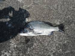 【20日】和歌山北港魚つり公園の釣果〜豆ア…