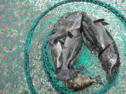 和歌山北港魚つり公園 紀州釣りでグレ・アイ…