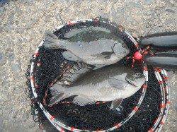 【22日】和歌山北港魚つり公園でグレ＆チヌ