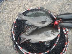 【22日】和歌山北港魚つり公園でグレ＆チヌ…