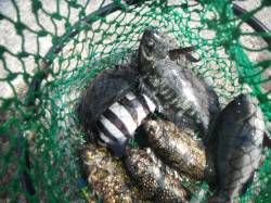 北港魚つり公園　カゴ釣りでグレ・アイゴ・サ…