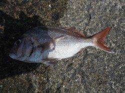 北港魚つり公園　カゴ釣りでグレ・アイゴ・サンバソウなど
