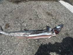 【23日】和歌山北港魚つり公園の青物釣果