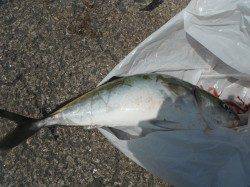 【23日】和歌山北港魚つり公園の青物釣果