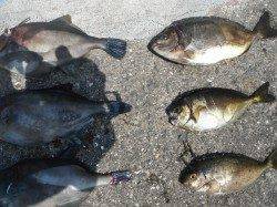 和歌山北港魚つり公園　良型ウマヅラとアイゴの釣果