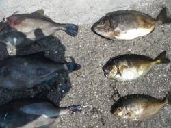 和歌山北港魚つり公園　良型ウマヅラとアイゴ…