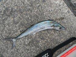 和歌山北港魚つり公園でサゴシ65cm