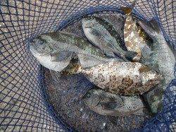 和歌山北港魚つり公園カゴ釣りでグレ・アイゴ、ほか青物の釣果も