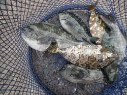 和歌山北港魚つり公園カゴ釣りでグレ・アイゴ…