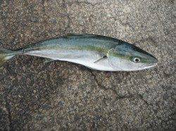 和歌山北港魚つり公園カゴ釣りでグレ・アイゴ、ほか青物の釣果も