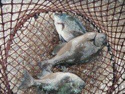 和歌山北港魚つり公園　紀州釣りでグレ35cm