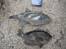 和歌山北港魚つり公園　紀州釣りでグレ35cm