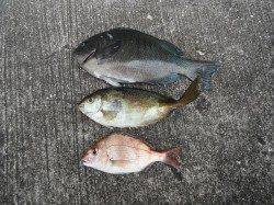 【30日】北港魚つり公園の釣果〜グレ・アイゴ・チャリコ