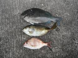 【30日】北港魚つり公園の釣果〜グレ・アイ…