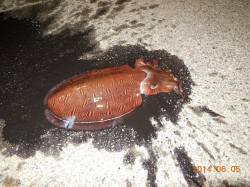 小浜エリアにて夕食後コウイカ狙いで出撃