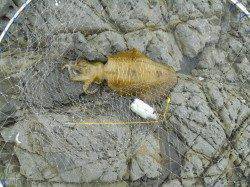 神谷崎の地磯へヤエン釣り〜春イカもそろそろ終盤か