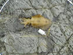 神谷崎の地磯へヤエン釣り〜春イカもそろそろ…