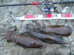 神谷崎へヤエン釣りに行ってきました