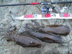 神谷崎へヤエン釣りに行ってきました