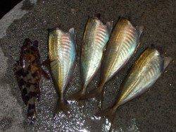 須磨の常夜灯でアジング、長田港でタケノコメバルとソイ