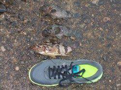 須磨の常夜灯でアジング、長田港でタケノコメバルとソイ