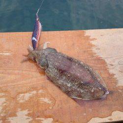 朝マズメ、エギング釣行　メタルジグでガシラもGET