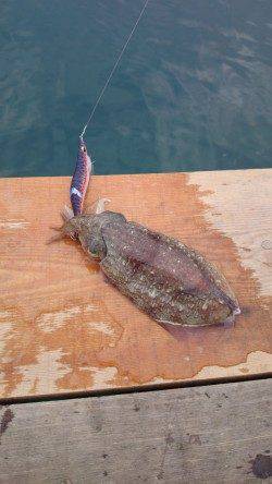 朝マズメ、エギング釣行　メタルジグでガシラもGET