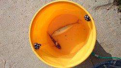 舞洲にてアジング〜昼間は厳しいですね(^o^;)