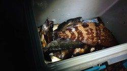 香住でアジング&メバリング〜30cmのアコウの嬉しいヒット