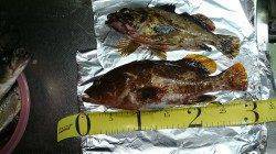 香住でアジング&メバリング〜30cmのアコウの嬉しいヒット