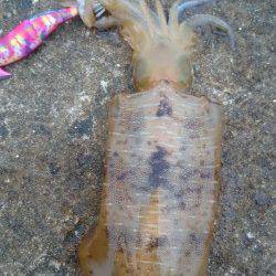 須磨にて夕間詰めのエギング〜アオリイカ500gをさくっと2ハイ