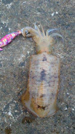 須磨にて夕間詰めのエギング〜アオリイカ500gをさくっと2ハイ