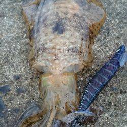 須磨にて夕間詰めのエギング〜アオリイカ500gをさくっと2ハイ