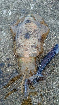 須磨にて夕間詰めのエギング〜アオリイカ500gをさくっと2ハイ