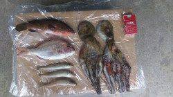 二見人口島で投げと胴付きのチョイ投げ〜アコウ・タコ・キスの釣果