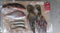 二見人口島で投げと胴付きのチョイ投げ〜アコウ・タコ・キスの釣果