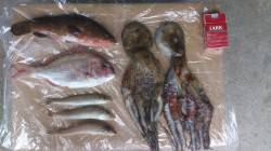 二見人口島で投げと胴付きのチョイ投げ〜アコ…