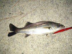 汐見埠頭　満潮時のシーバス狙いもチーバスがヒット