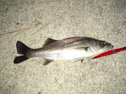 汐見埠頭　満潮時のシーバス狙いもチーバスが…