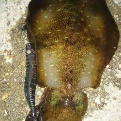 須磨　ナイトエギングでアオリイカ＆タコ