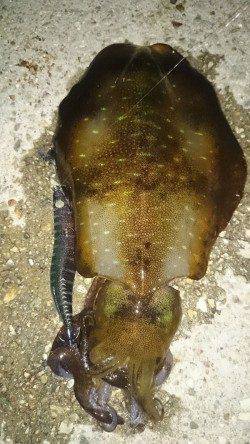 須磨　ナイトエギングでアオリイカ＆タコ