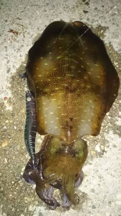 須磨　ナイトエギングでアオリイカ＆タコ