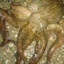 須磨　ナイトエギングでアオリイカ＆タコ