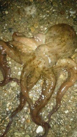 須磨　ナイトエギングでアオリイカ＆タコ