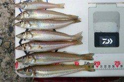 垂水漁港 投げ釣りでキス・アブシン・ガッチョ・ベラ