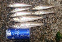 須磨海岸キス釣り〜ピンギスメインでしたが20cmオーバーも混じりました