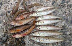 垂水漁港 投げ釣りでキス・アブシン・ガッチョ・ベラ