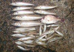 須磨海岸キス釣り〜ピンギスメインでしたが20cmオーバーも混じりました