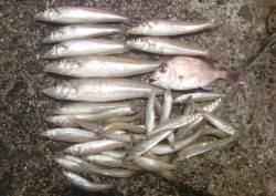 須磨海岸キス釣り〜ピンギスメインでしたが2…